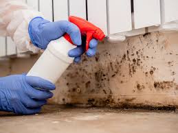 Environmental Consulting for Mold Prevention in Bunnell, FL